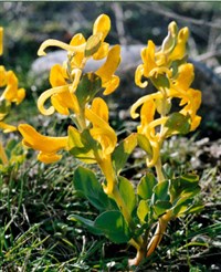 Хохлатка Северцова – Corydalis sewerzowii Rgl.