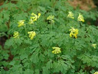 Хохлатка желтая – Corydalis lutea (L.) DC. (1)