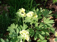 Хохлатка крупноприцветниковая – Corydalis bracteata (Stephan.) Pers.