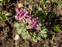 Хохлатка луковичная, полая – Corydalis bulbosa (L.) DC.