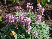 Хохлатка плотная, Халлера – Corydalis solida (L.) Sw.