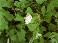 Хохлатка рассеченнолистная – Corydalis cheilanthifolia Hemsl.