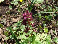 Хохлатка рутолистная – Corydalis rutifolia Sibth. & Sm.