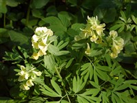 Хохлатка узколистная – Corydalis angustifolia (Bieb.) DC.