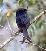 Хохлатый дронго (Dicrurus forficatus)