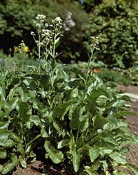 Хрен обыкновенный