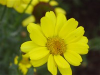 Хризантема посевная – Chrysanthemum segetum L.