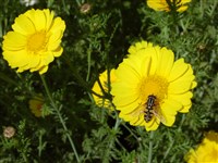 Хризантема увенчанная – Chrysanthemum coronarium L.