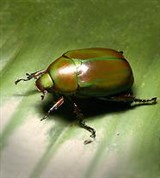 Хрущ (Rutelinae)