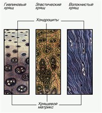 Хрящевая ткань