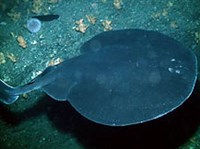 Хрящевые рыбы (Скат)