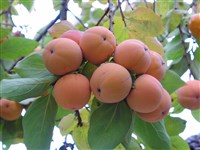 Хурма кавказская, обыкновенная – Diospyros lotus L.