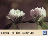 ЦВЕТКОВЫЕ РАСТЕНИЯ (жизненный цикл, видео)