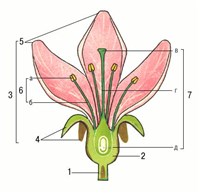 ЦВЕТОК (схема строения)