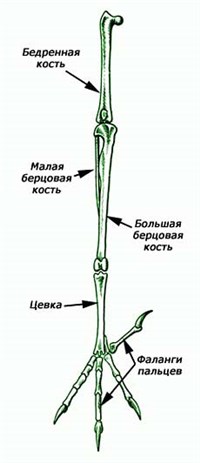 ЦЕВКА (скелет ноги птицы)