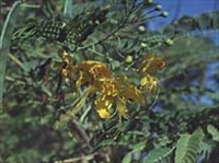 ЦЕЗАЛЬПИНИЯ