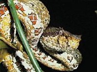 ЦЕПКОХВОСТЫЙ БОТРОПС (Bothrops schlegeli)