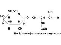 ЦЕРЕБРОЗИДЫ