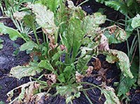 ЦЕРКОСПОРОЗЫ (Церкоспороз)