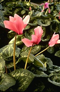 ЦИКЛАМЕН («Роза Алсмира»)