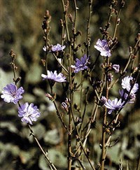 ЦИКОРИЙ ОБЫКНОВЕННЫЙ