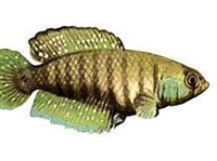 ЦИНОЛЕБИИ (Cynolebias alexandri)