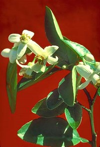 ЦИТРУС (цветки грейпфрута)