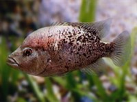 ЦИХЛАЗОМА БАРТОНА