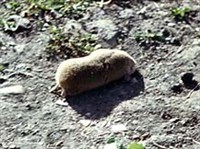 ЦОКОР алтайский