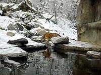 ЦЮРИХСКИЙ ЗООПАРК (тигр)