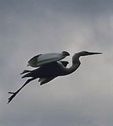 Цапли (белая цапля в полете)