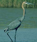 Цапля-голиаф