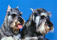 Цвергшнауцеры