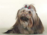 Цветная болонка (слайд)