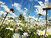 Цветочная терапия доктора Бака (цветы)