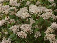 Цеанотус американский – Ceanotus americanus L. (1)