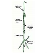 Цевка (скелет ноги птицы)
