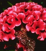 Целозия («петушиный гребень»)