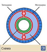 Целом (схема поперечного среза кольчатого червя)