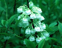 Ценобия мучнистая, красивая – Zenobia pulverulenta (Bartr.ex Willd.) Pollard.