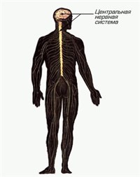Центральная нервная система