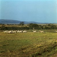 Центральноафриканская Республика (национальный парк Баминги-Бангоран)