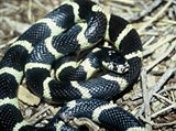 Цепная королевская змея (Lampropeltis getulus)