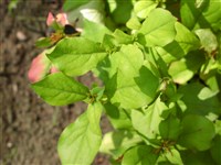 Цератостигма Вильмота – Ceratostigma willmottianum Stapf.