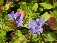 Цератостигма плюмбаговидная – Ceratostigma plumbaginoides Bunge. (1)