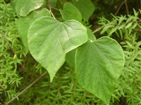 Церцис канадский – Cercis canadensis L. (1)