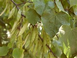 Церцис канадский – Cercis canadensis L. (2)