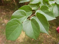 Церцис китайский – Cercis chinensis Bunge. (1)
