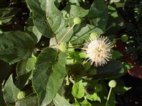 Цефалантус западный – Cephalanthus occidentalis L.