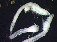 Цефалокариды (Цефалокариды)